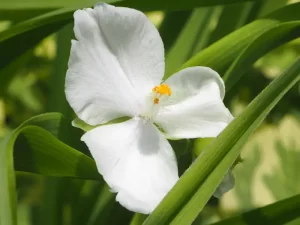 سفید کردن واژن با کربوکسی تراپی